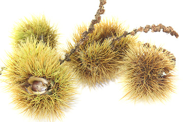 Image showing ripe sweet chestnuts