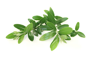 Image showing olive branches