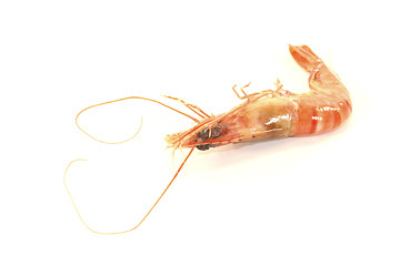 Image showing Shrimp