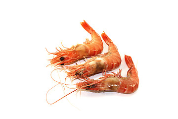 Image showing three Shrimp