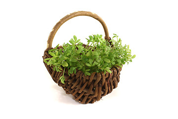 Image showing garden cress in a basket