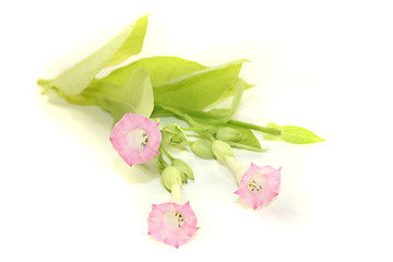 Image showing fresh blooming tobacco plant