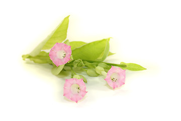 Image showing tobacco plant with leafs and blossoms