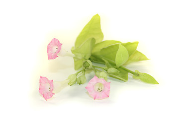 Image showing tobacco plant with pink blossoms