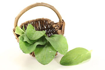 Image showing fresh borage