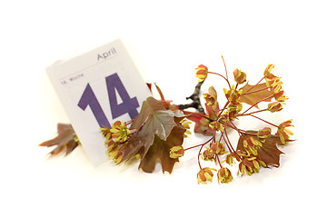 Image showing beautiful Maple blossoms with calendar sheet