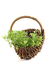 Image showing fresh garden cress in a basket