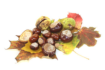 Image showing horse chestnuts