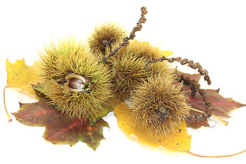 Image showing sweet Chestnuts