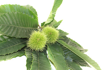 Image showing Chestnut with fruits and leaves