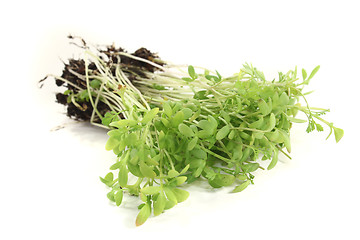 Image showing green garden cress