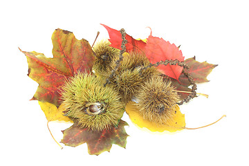 Image showing sweet Chestnuts with foliage