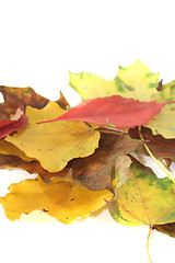 Image showing decorative autumn leaves