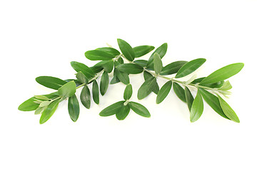 Image showing green olive branches