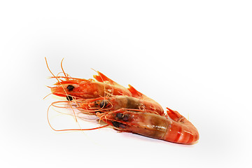 Image showing three fresh Shrimp