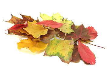 Image showing colorful autumn leaves