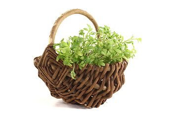 Image showing green garden cress in a basket