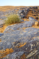 Image showing  old fossil in  the desert of bush