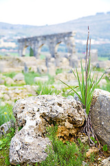 Image showing volubilis in morocco  the old roman   monument and site