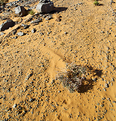Image showing  old fossil in  the desert of morocco sahara and rock  stone sky