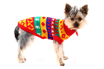 Image showing yorkshire terrier dressed isolated 