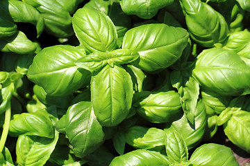Image showing basil leaves background