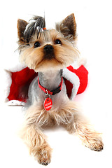 Image showing yorkshire terrier dressed isolated 