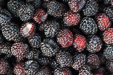 Image showing blackberries background