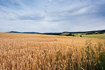 Image showing Summer landscape