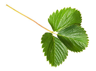 Image showing Green strawberry leaf
