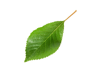 Image showing Single green leaf of cherry
