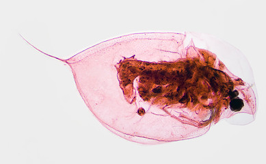Image showing Water Flea Daphina