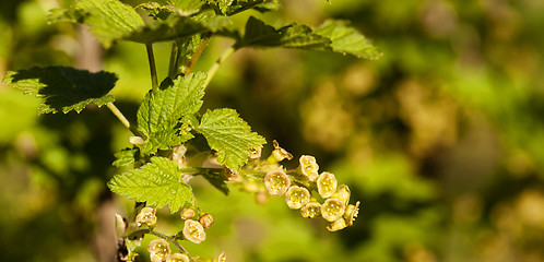 Image showing blossoming of blackcurrant  