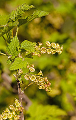 Image showing blossoming of blackcurrant  