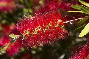 Image showing Bottle-Brush