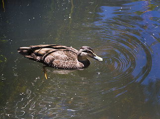 Image showing Duck