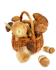 Image showing Boletus Mushrooms