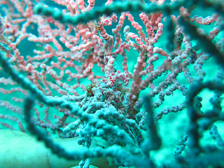 Image showing Bargibanti Pygmy Seahorse the smallest in the world in Bali