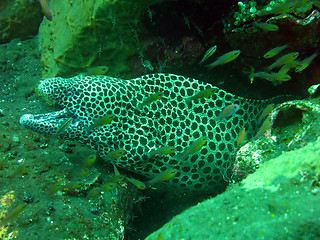 Image showing  Giant spotted moray hiding  amongst coral reef on the ocean flo