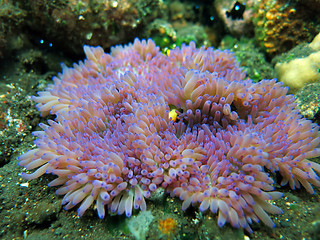 Image showing Actiniaria marine plant coral bali