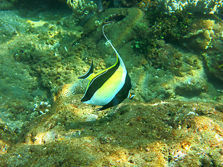 Image showing Thriving  coral reef alive with marine life and  tropical fish (