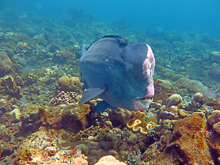 Image showing Fish Humphead Parrotfish, Bolbometopon muricatum in Bali.