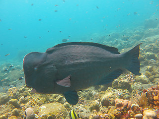 Image showing Fish Humphead Parrotfish, Bolbometopon muricatum in Bali.