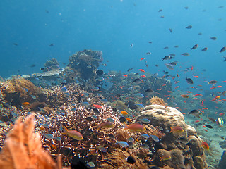 Image showing Thriving  coral reef alive with marine life and shoals of fish, 