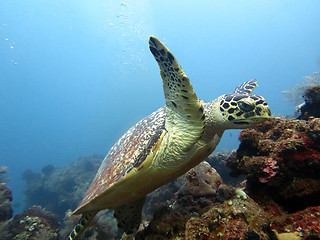 Image showing Hawksbill  sea turtle   current on coral reef  island, Bali.