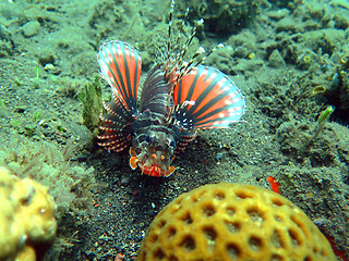 Image showing Lionfish (pterois) on coral reef Bali.