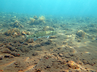 Image showing Great Barracuda fish in ocean Bali          