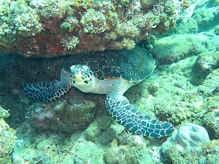 Image showing Hawksbill  sea turtle   current on coral reef  island, Bali.