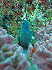 Image showing Giant moray hiding  amongst coral reef on the ocean floor, Bali.