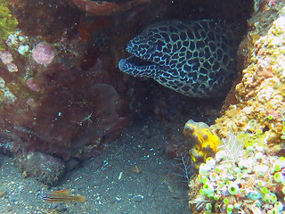 Image showing  Giant spotted moray hiding  amongst coral reef on the ocean flo